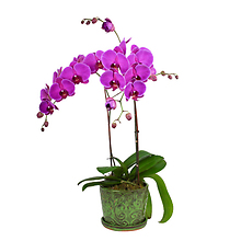 Orchid Plant Double Stem