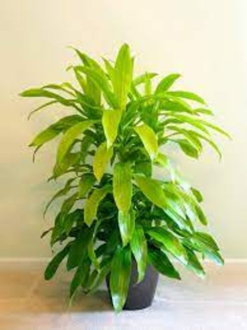 Dracena Limelight Plant