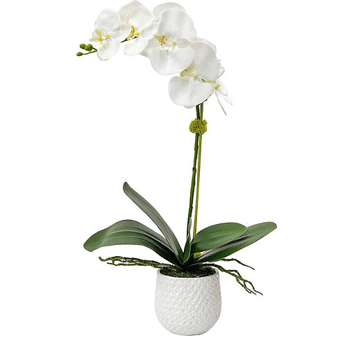 Orchid Plant