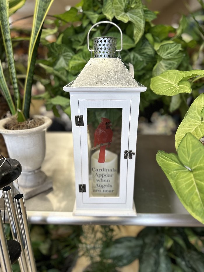CARDINALS APPEAR LANTERN WHITE 17\"
