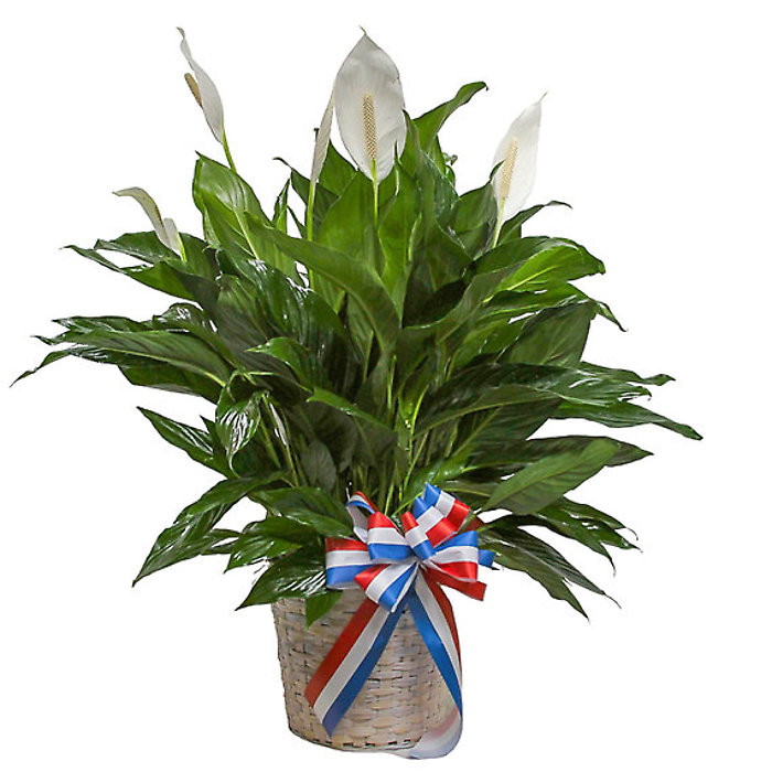Spathiphyllum Plant for Sympathy